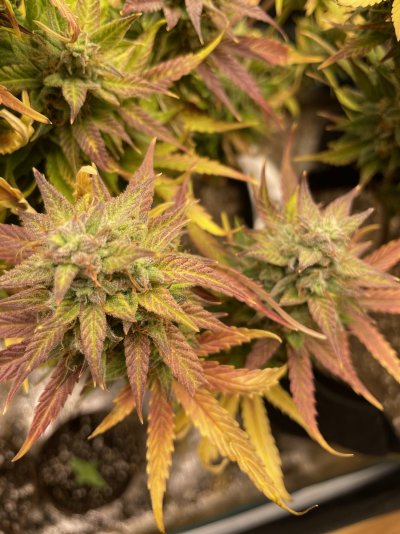 Blueberry auto, ready or not?