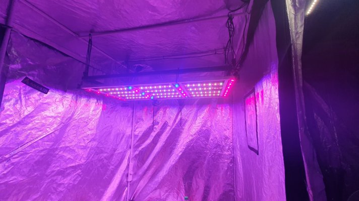 A DIY LED Grow Light dude from Australia