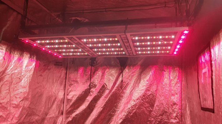 A DIY LED Grow Light dude from Australia