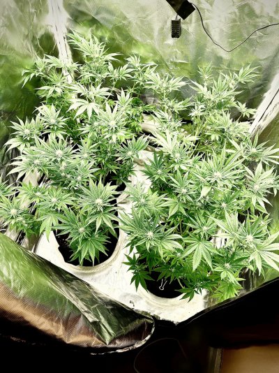 First Grow - 7 weeks in - 3 weeks into flower.