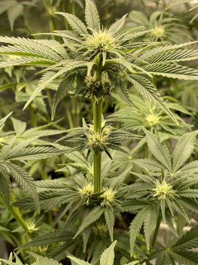 First Grow - 7 weeks in - 3 weeks into flower.