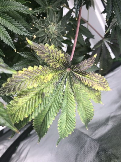 weird-coloured-leaves-wtf-going-on-6.jpeg