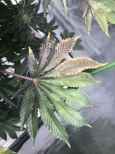 weird-coloured-leaves-wtf-going-on-7.jpeg