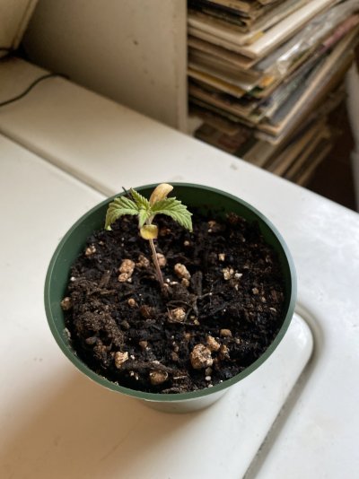 Distance from plants for King LED 2000w