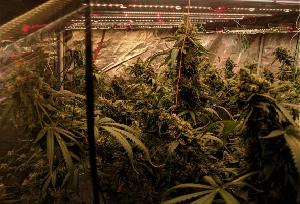 I Like Big Buds and I Cannot Lie! Indoor growers: Let's see your biggest buds.
