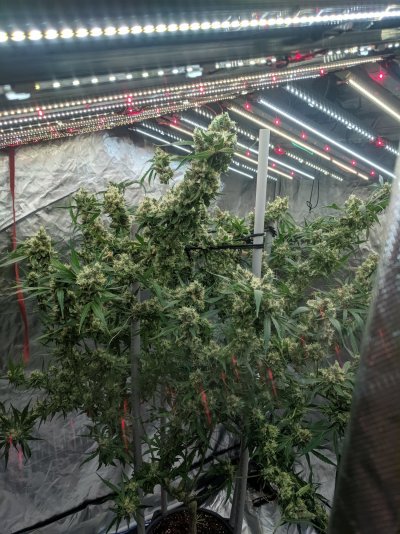 I Like Big Buds and I Cannot Lie! Indoor growers: Let's see your biggest buds.