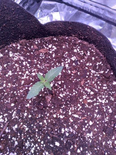 34-st-seed-co-run-error-404pineapple-express-5.jpg