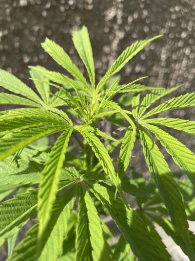Male or Female ? heres a new picture. thank you fam.