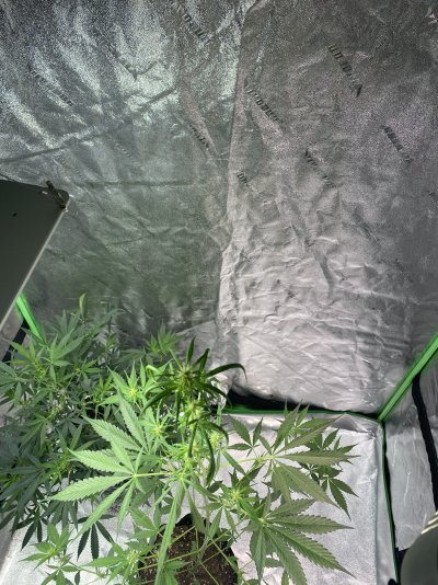 need-help-once-again-growing-gods-2.jpeg
