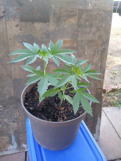 New plants with white'ish spots - Please Help!