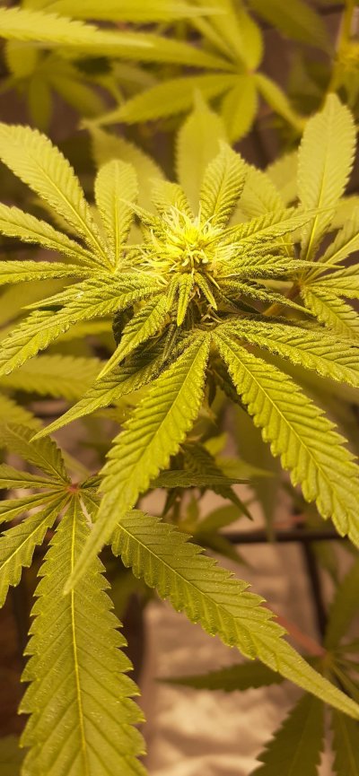 First grow diary, bear with me.