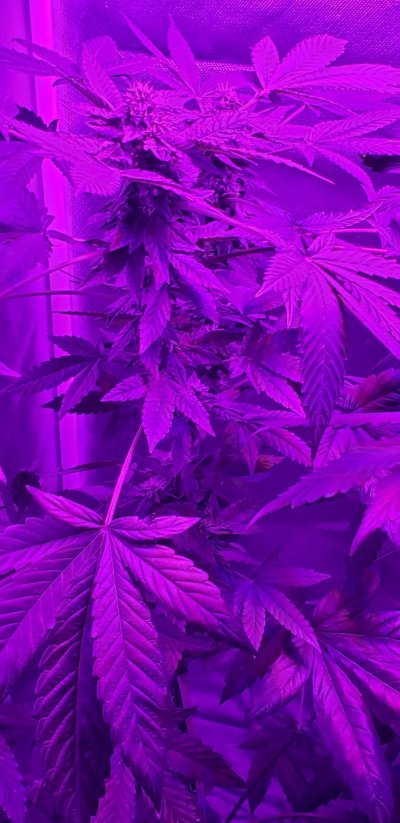 New to growing!