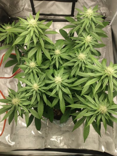 Could use a diagnosis please