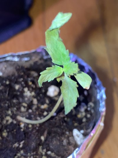 Dying sprout and slow growth.