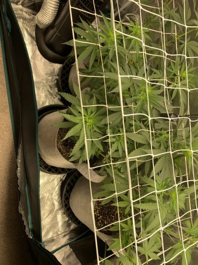 my-first-grow-ever--fail-2.jpeg