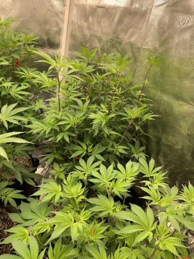 Brother needs help with his garden?