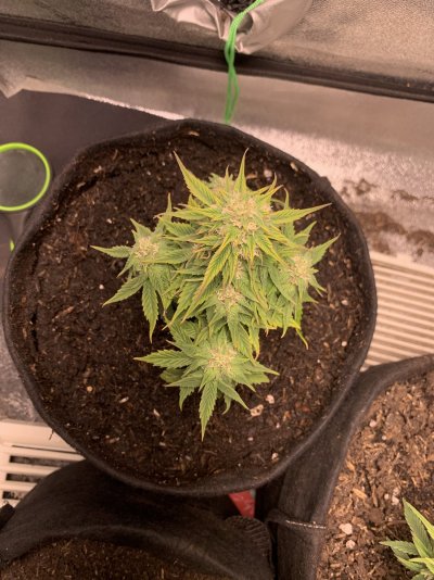 plant-look-sick-af-can-someone-help-identify-the-issue-8.jpeg