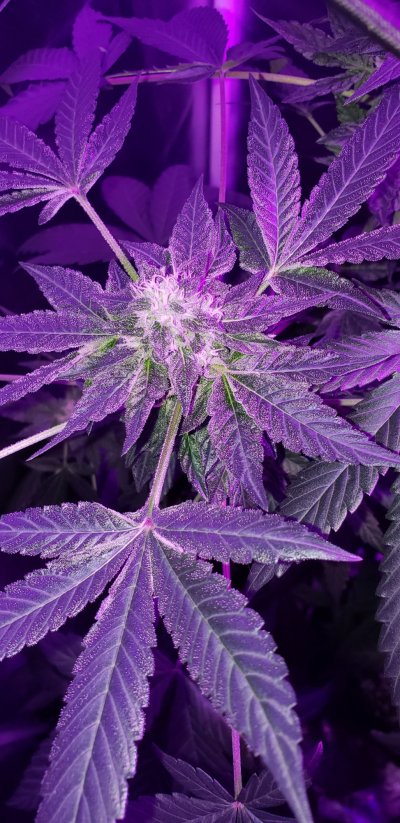My first time growing