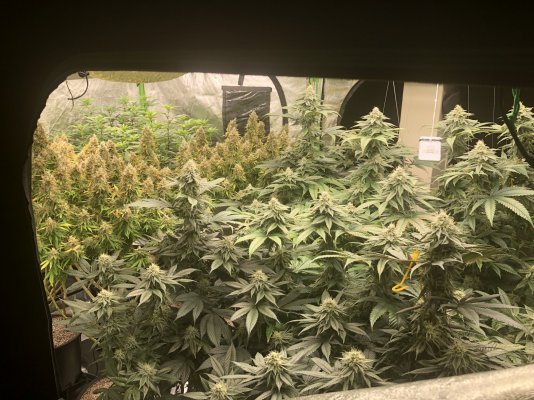 ReeferRons Perpetual Grow Log and other Miscellaneous Stuff