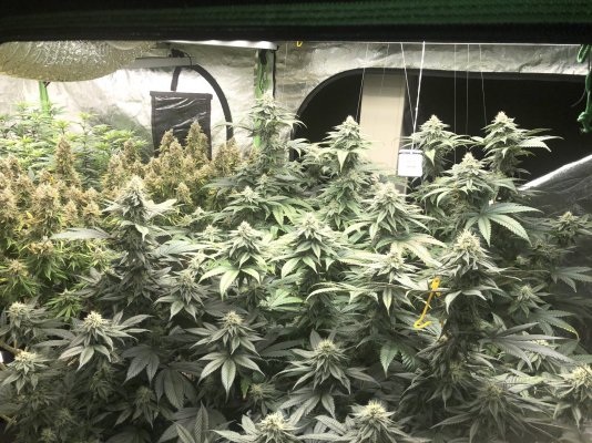 ReeferRons Perpetual Grow Log and other Miscellaneous Stuff