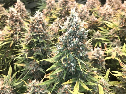 ReeferRons Perpetual Grow Log and other Miscellaneous Stuff