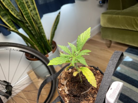 my-first-grow-in-coco-6.jpeg