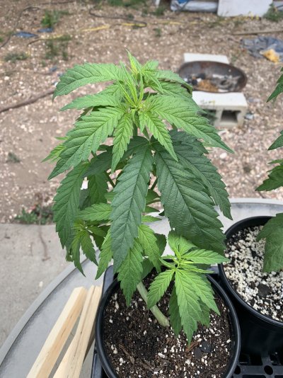 Blue dream grow and these are how the seedlings are looking