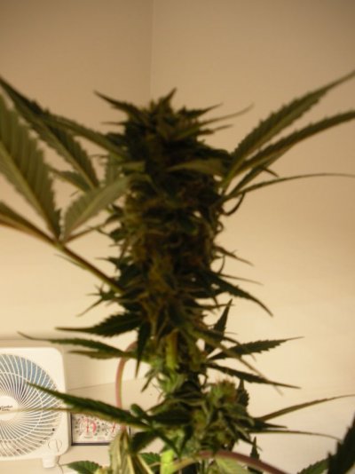 canna photos 004.jpg