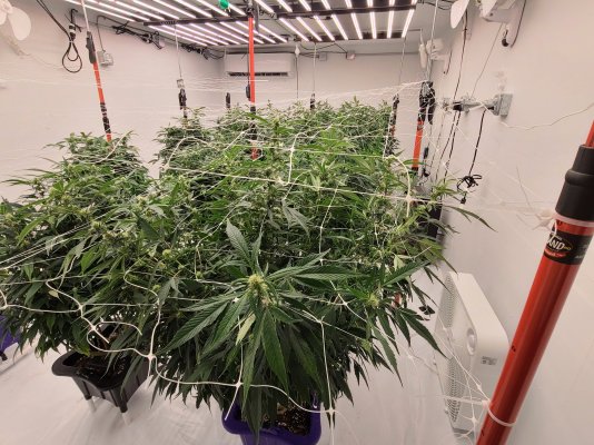 Trying to achieve 10 pounds a harvest in a 16x11 room, averaging 6-8 any tips?