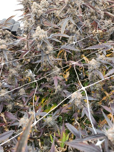 Trying to achieve 10 pounds a harvest in a 16x11 room, averaging 6-8 any tips?