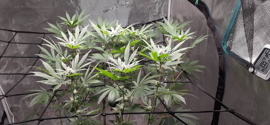 First grow diary, bear with me.