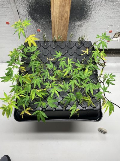 Need help on reviving my clones