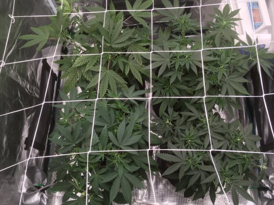 greetings-cultivators---my-first-go-at-grow-2.jpg
