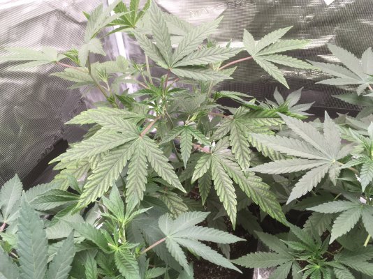 greetings-cultivators---my-first-go-at-grow-5.jpg