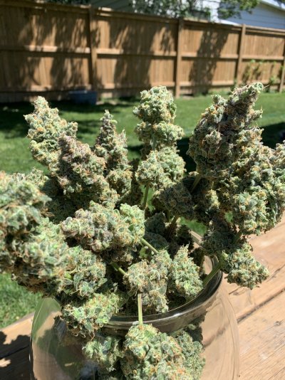 strawberry-snowcone-elev8-seeds-organics-2.jpeg