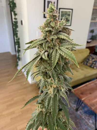 strawberry-snowcone-elev8-seeds-organics-5.jpeg