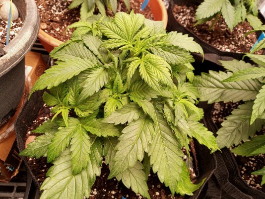 new-to-autos-indoor-and-dwc-trying-a-lil-of-each-lolhows-my-grow-2.jpg