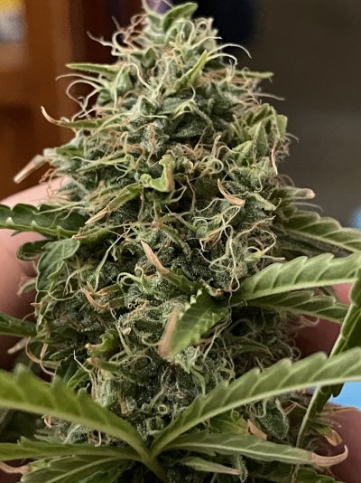 amnesia-auto-got-the-chop-6.jpeg