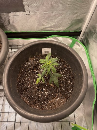 My Super Lemon Haze is having serious problems. Purple stalk, yellow dead leaves, and spotted leaves.