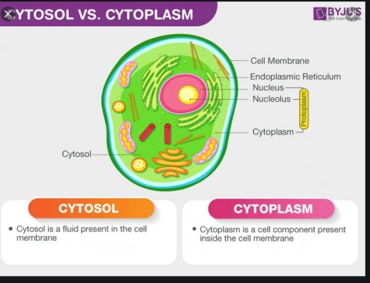 cytosol..JPG