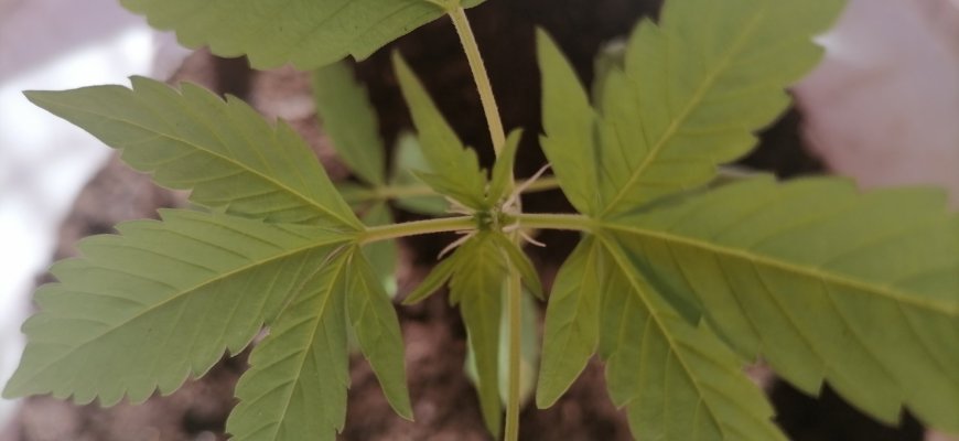 white-widow-auto--white-hair.jpg