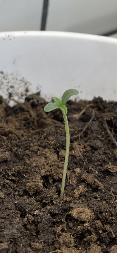 help-and-advice-for-a-beginner-grower-3.png