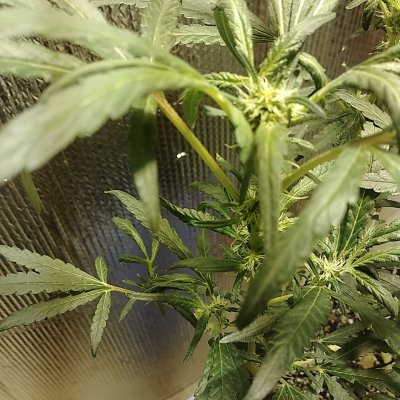 first-grow-week-4-flower-ig-2.jpg