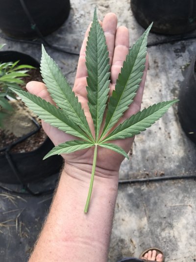 Let's see your 2021 Outdoor Plants!