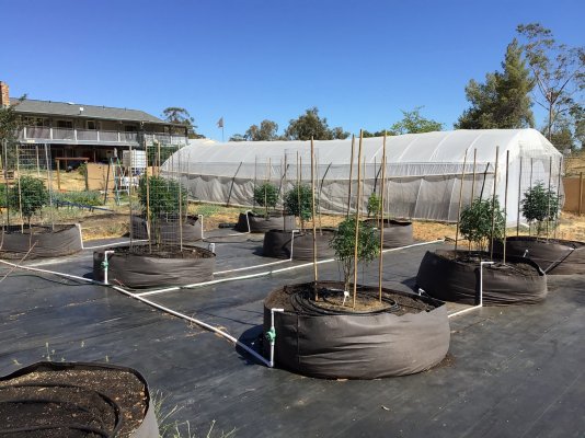 Valley of California 2021 outdoor grow
