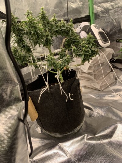 Hey people ,I’m finch 1st time grower,I’ve been hanging around in the shadows have sneak peeks here and there on here ,now I’ve my courage up