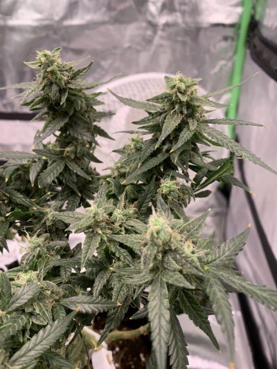 Hey people ,I’m finch 1st time grower,I’ve been hanging around in the shadows have sneak peeks here and there on here ,now I’ve my courage up