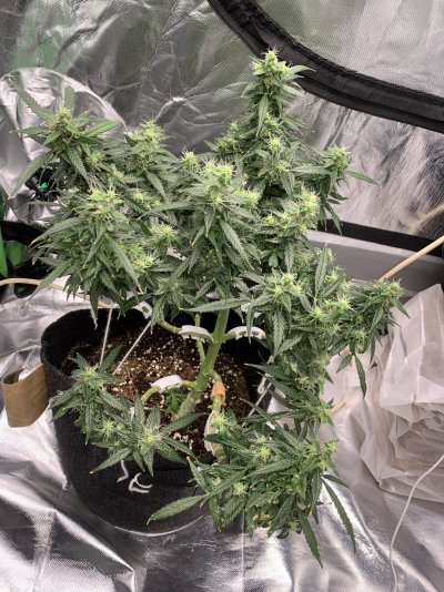 Hey people ,I’m finch 1st time grower,I’ve been hanging around in the shadows have sneak peeks here and there on here ,now I’ve my courage up