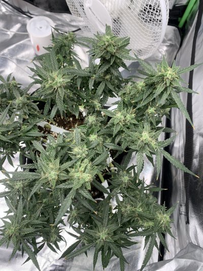 Hey people ,I’m finch 1st time grower,I’ve been hanging around in the shadows have sneak peeks here and there on here ,now I’ve my courage up