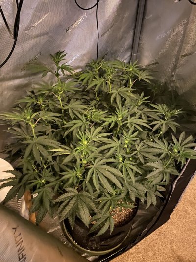 Strip her down? LED light penetration